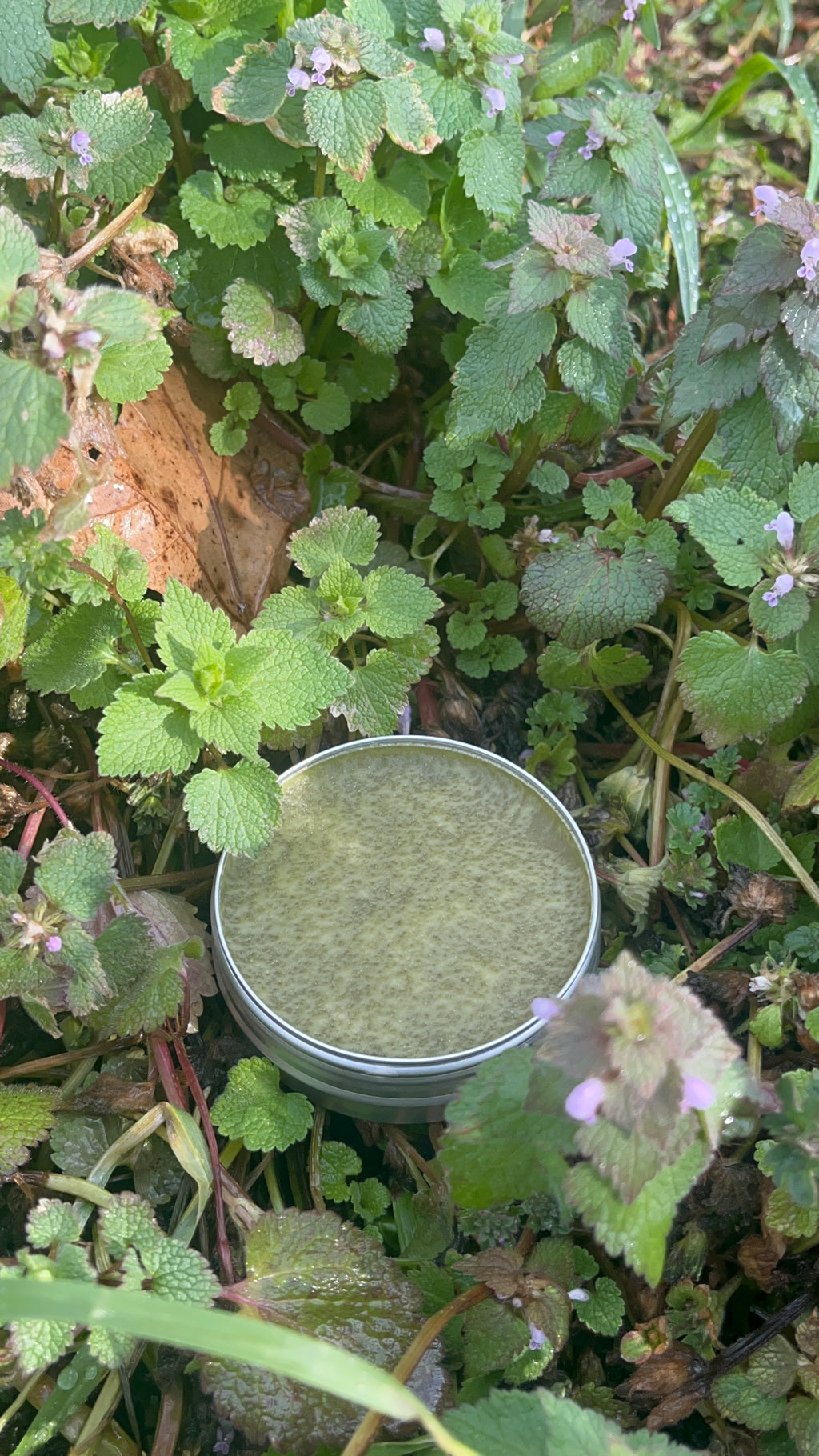 Purple dead nettle salve