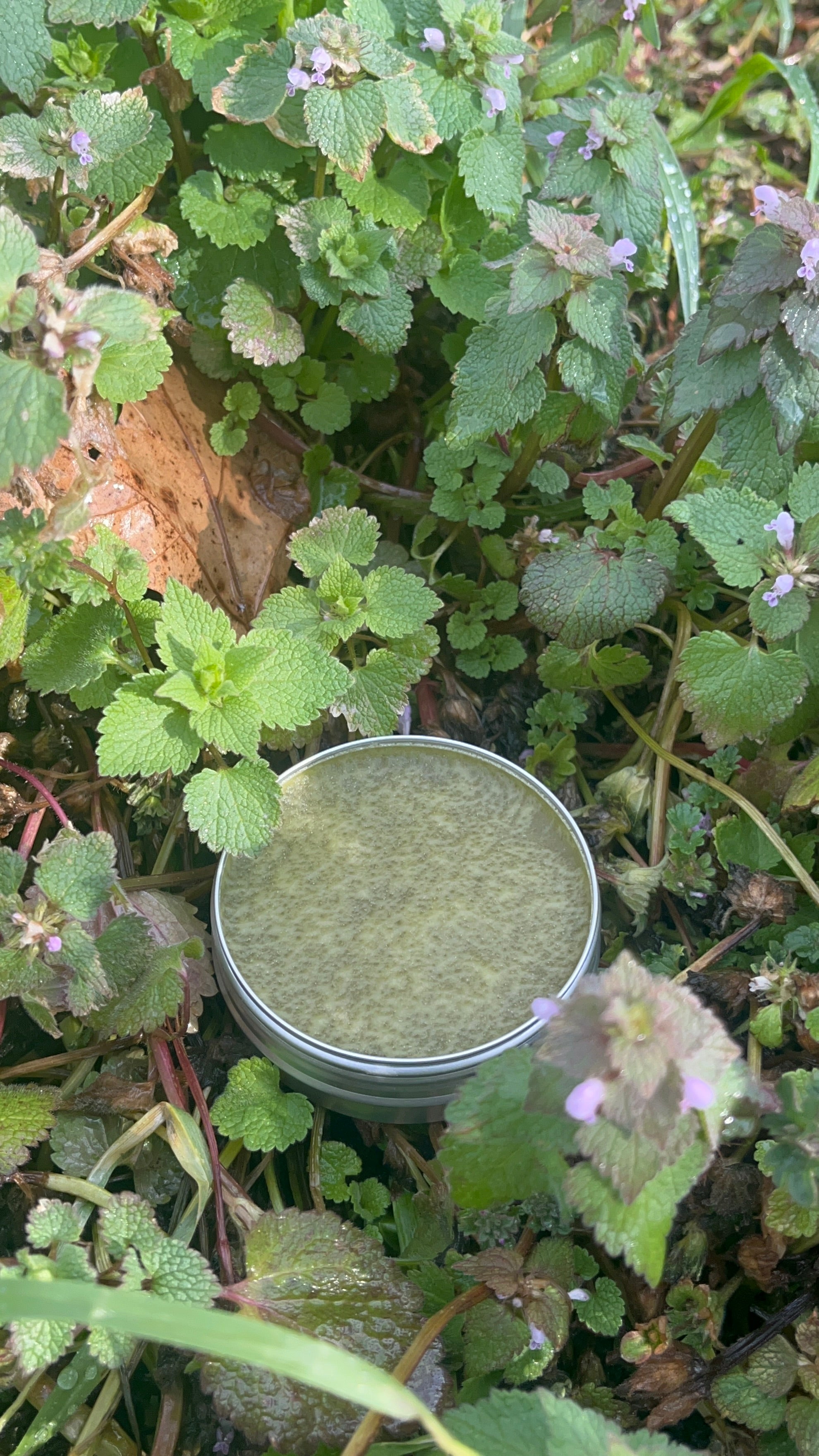 Purple dead nettle salve
