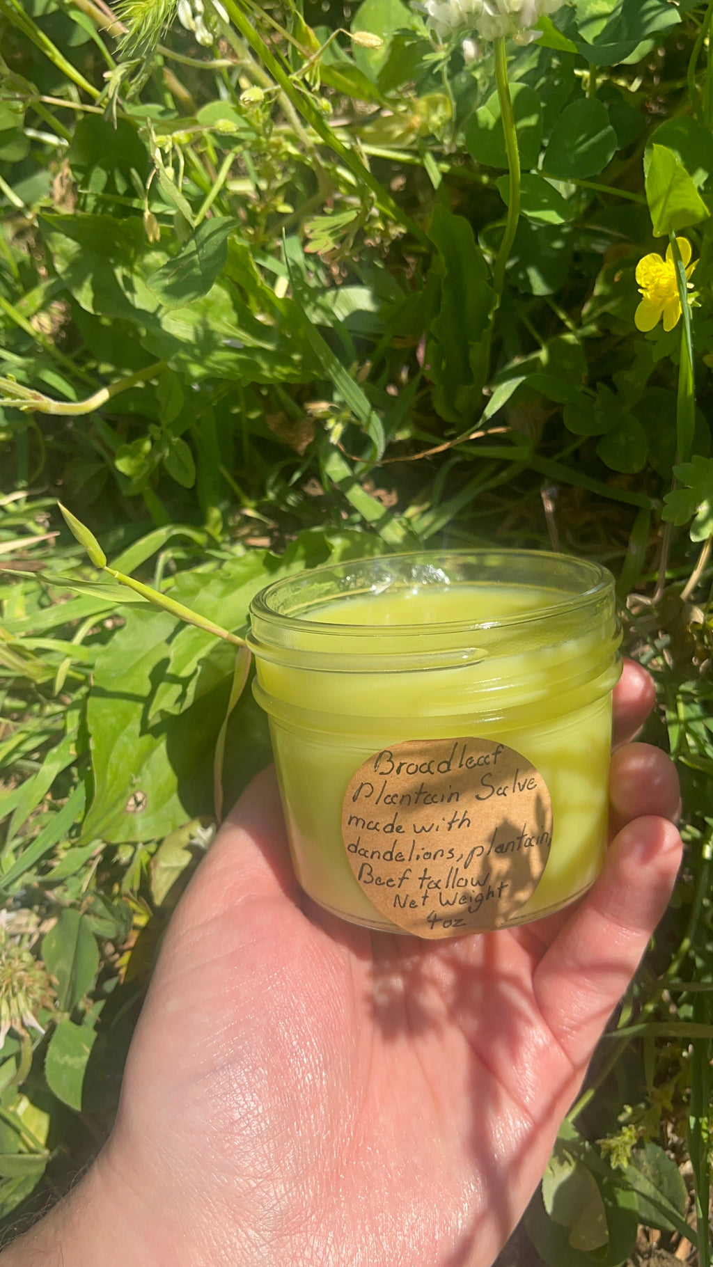 Broadleaf plantain salve