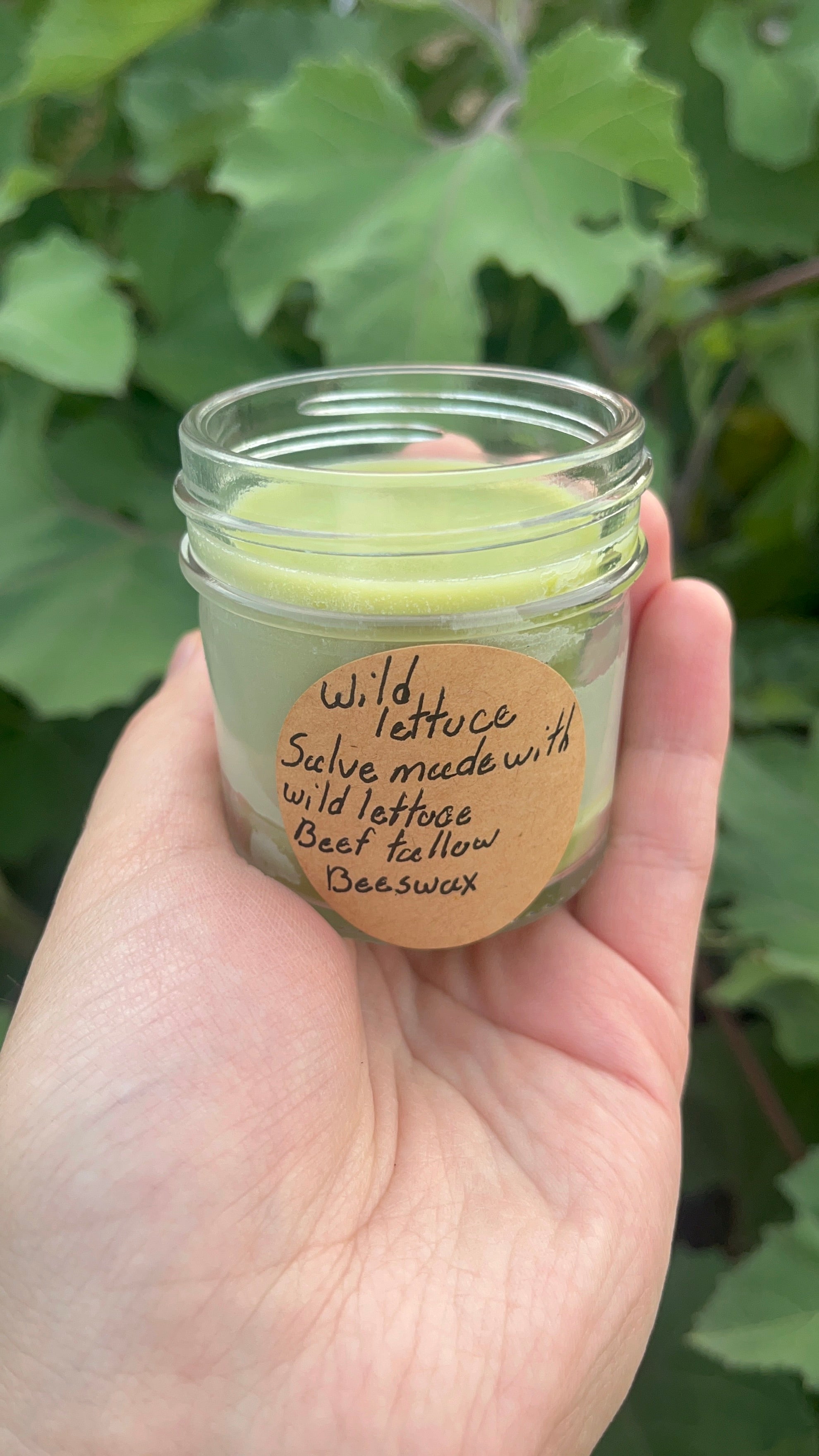 Wild lettuce salve