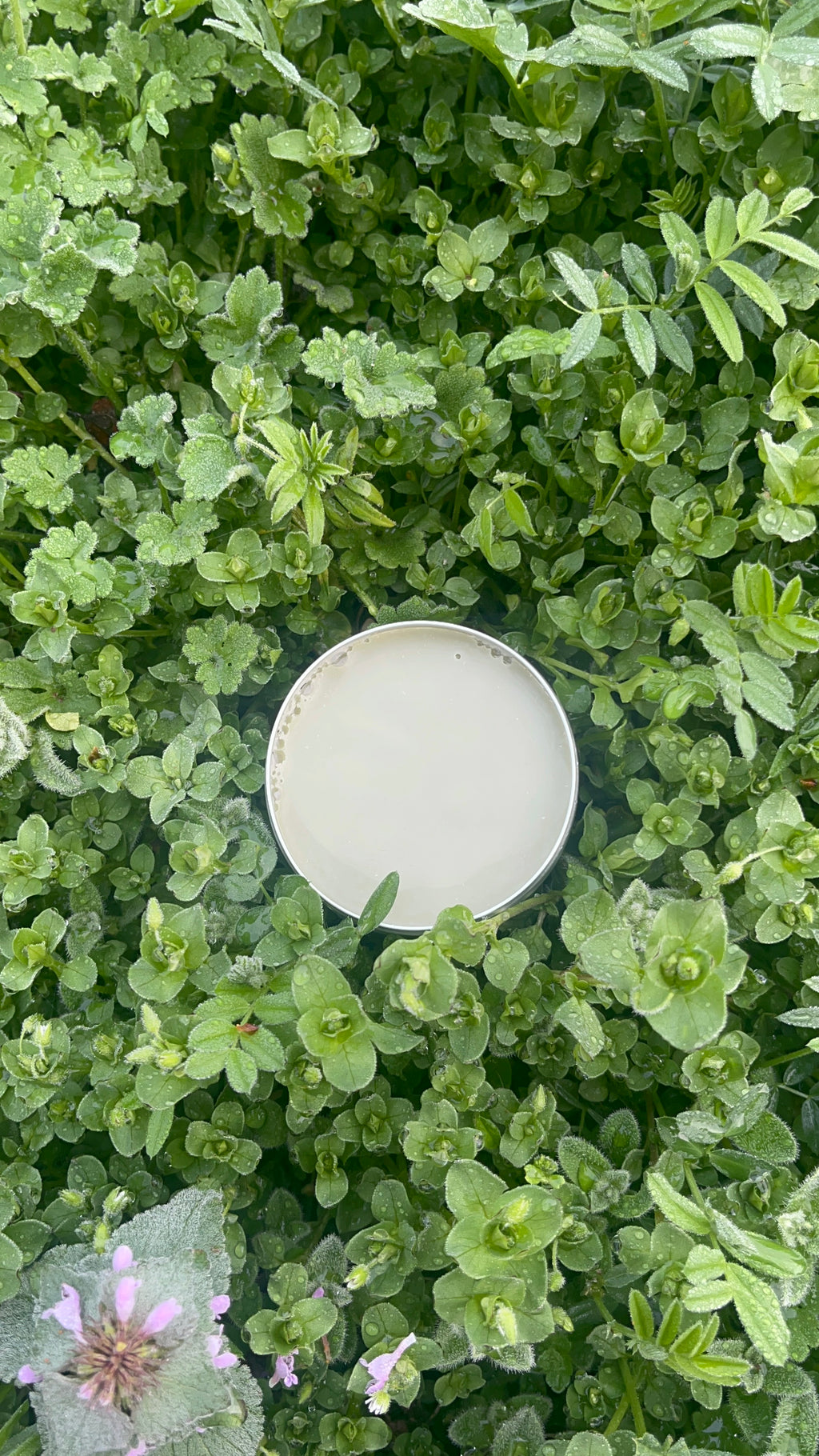 Chickweed salve