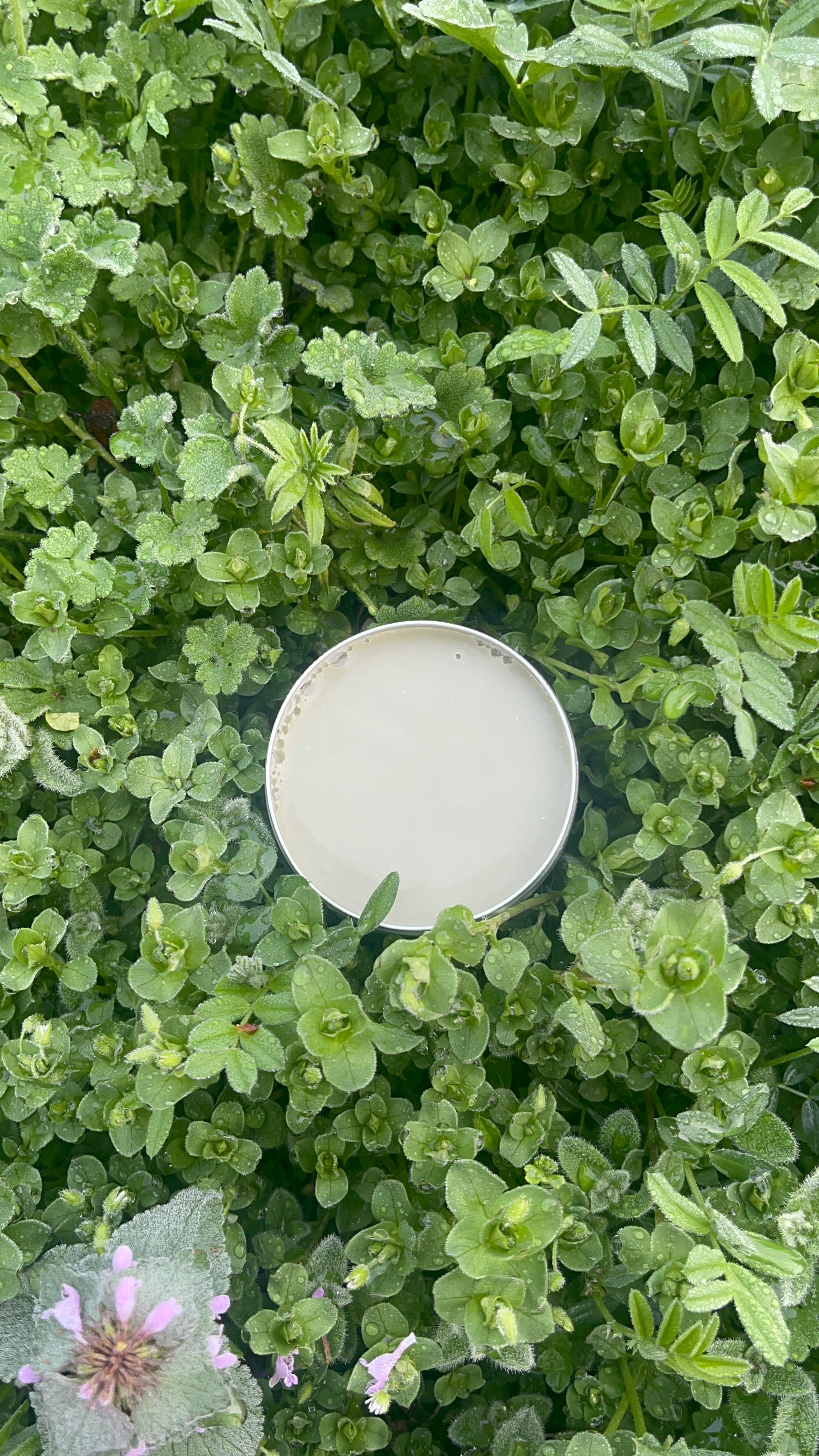 Chickweed salve