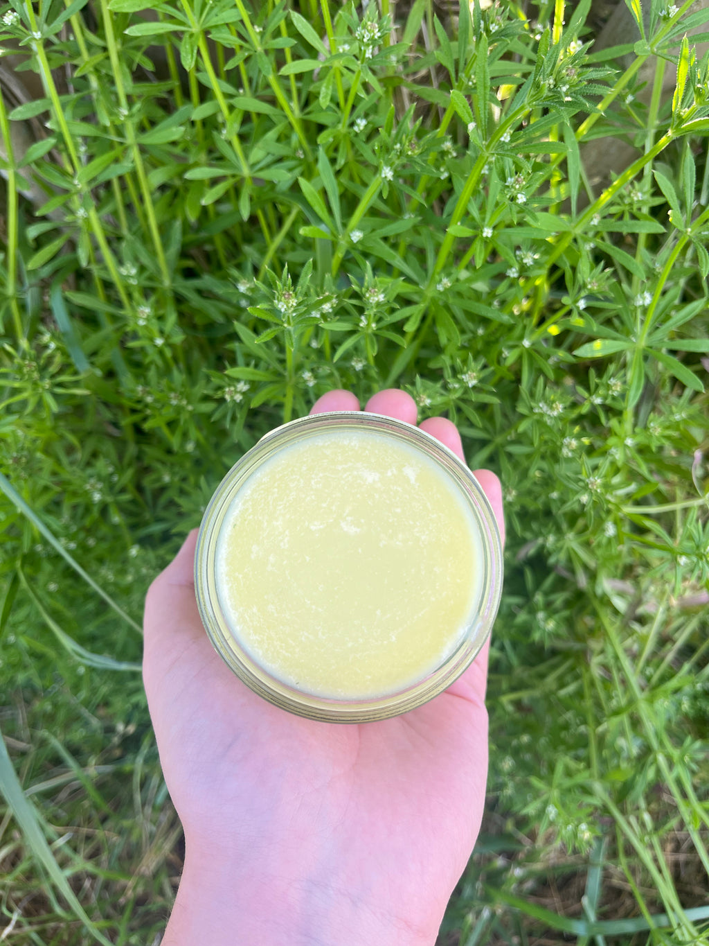 Cleavers tallow salve