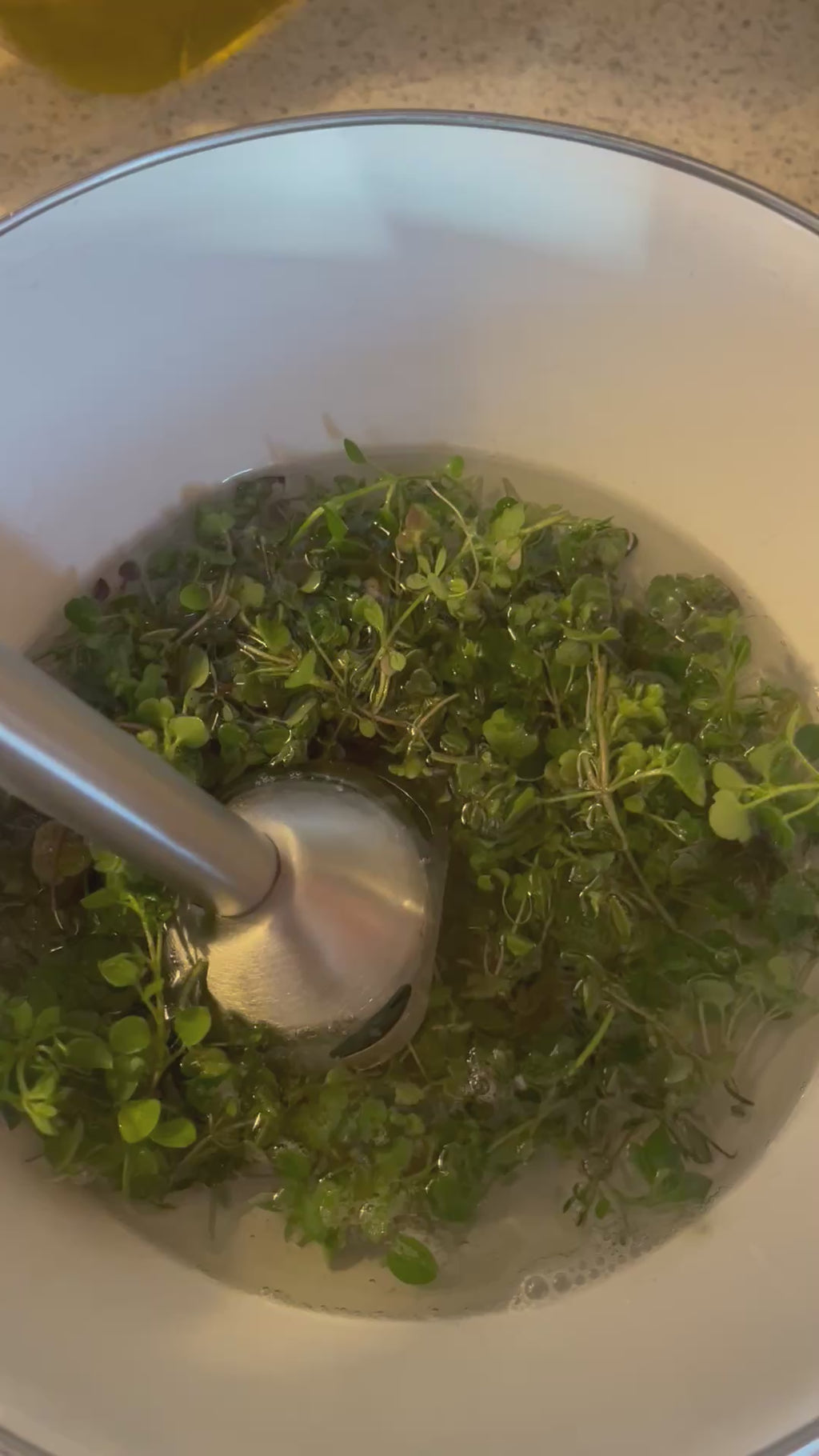 Purple dead nettle salve